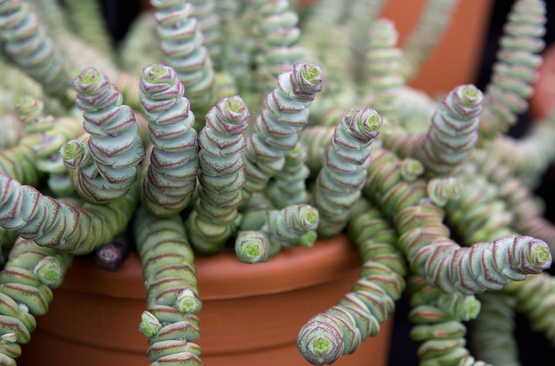 Crassula hottentot vaso 14cm foto reali