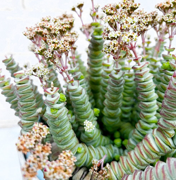 Crassula hottentot vaso 14cm foto reali