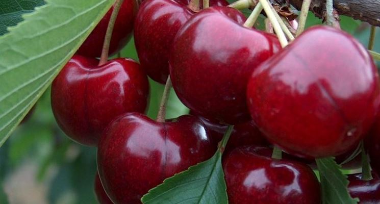 Pianta di ciliegio nano autofertile in vaso foto reali