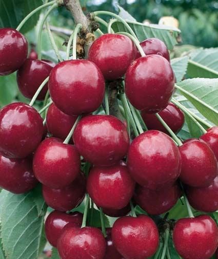 Pianta di ciliegio nano autofertile in vaso foto reali