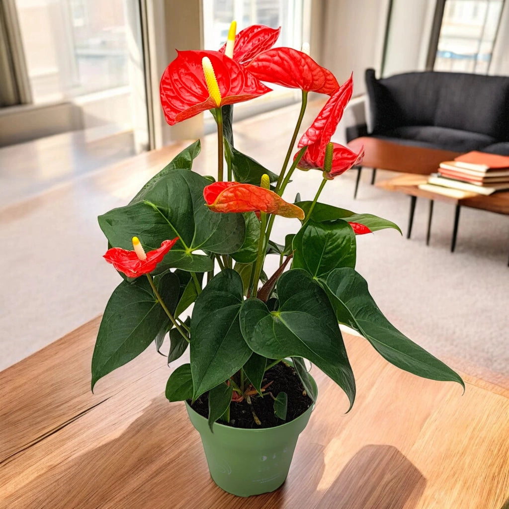 Gardenaria Anthurium andreanum 'Madural' - Pianta da interno ornamentale Altezza: 50 cm (vaso 14)