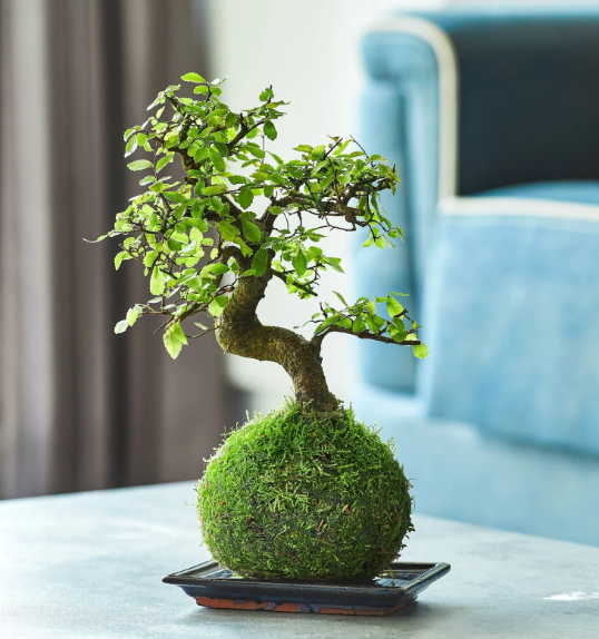 Kokedama di Bonsai ficus foto reali