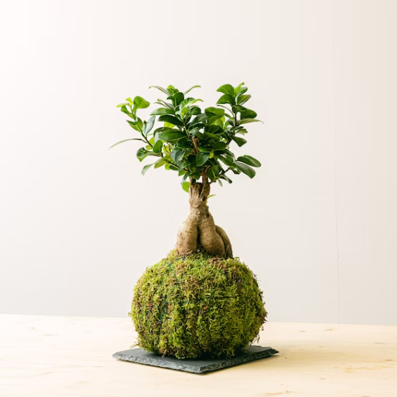 Kokedama di Bonsai ficus foto reali