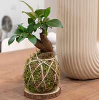 Kokedama di Bonsai ficus foto reali