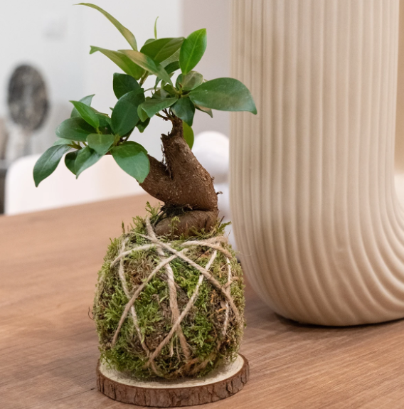 Kokedama di Bonsai ficus foto reali
