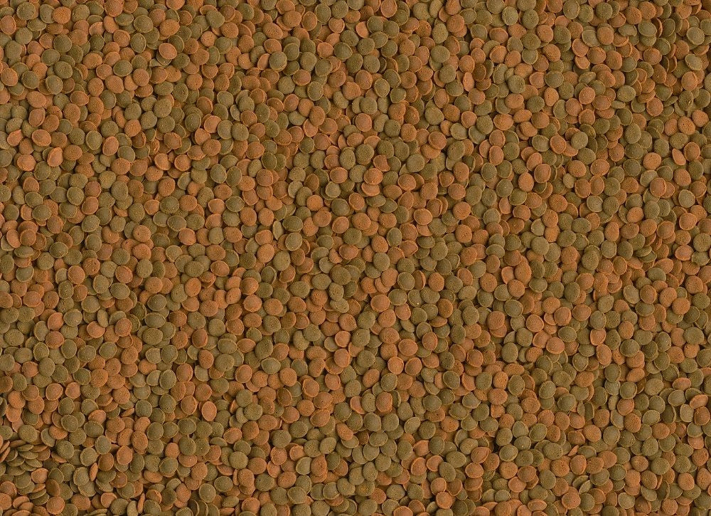 Tetra Wafer Mini Mix 100ml - Alimento Base per tutti i pesci da Fondo e  Crostacei