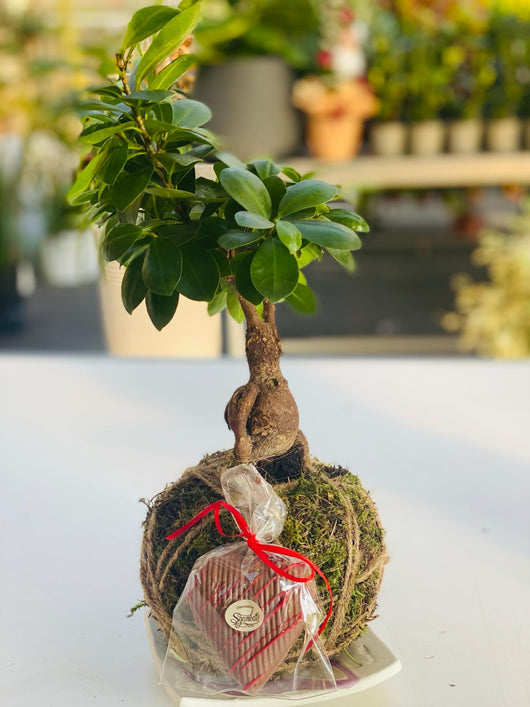 Kokedama di Bonsai ficus foto reali