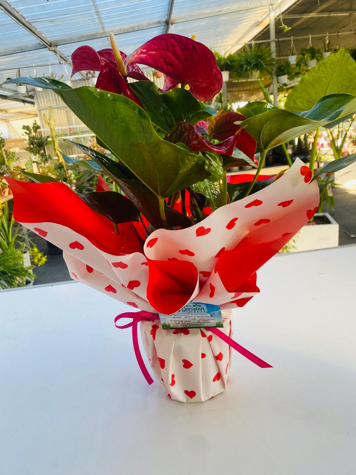 Pianta di Anthurium rosso vaso 17cm