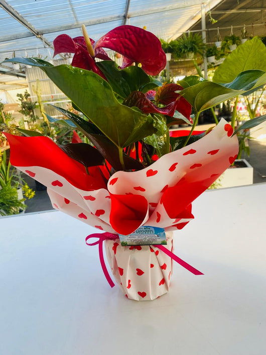 Pianta di Anthurium rosso vaso 17cm