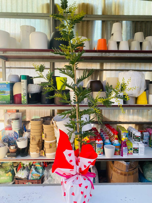 Pianta di Mimosa Acacia Dealbata Vaso 20cm H 160cm