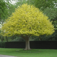 Liriodendron Tulipifera ALBERO DEI TULIPANI fiore BIANCO H90CM vaso16 FOTO REALE