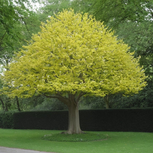 Liriodendron Tulipifera ALBERO DEI TULIPANI fiore BIANCO H90CM vaso16 FOTO REALE