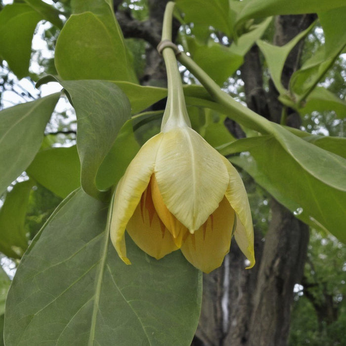 Liriodendron Tulipifera ALBERO DEI TULIPANI fiore BIANCO H90CM vaso16 FOTO REALE