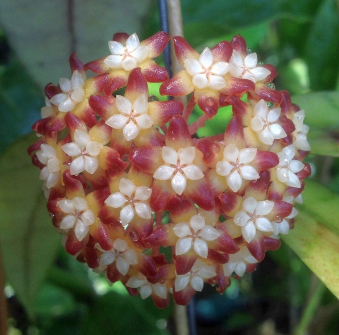 Hoya callistophylla "fiore di cera" vaso 8cm foto reali