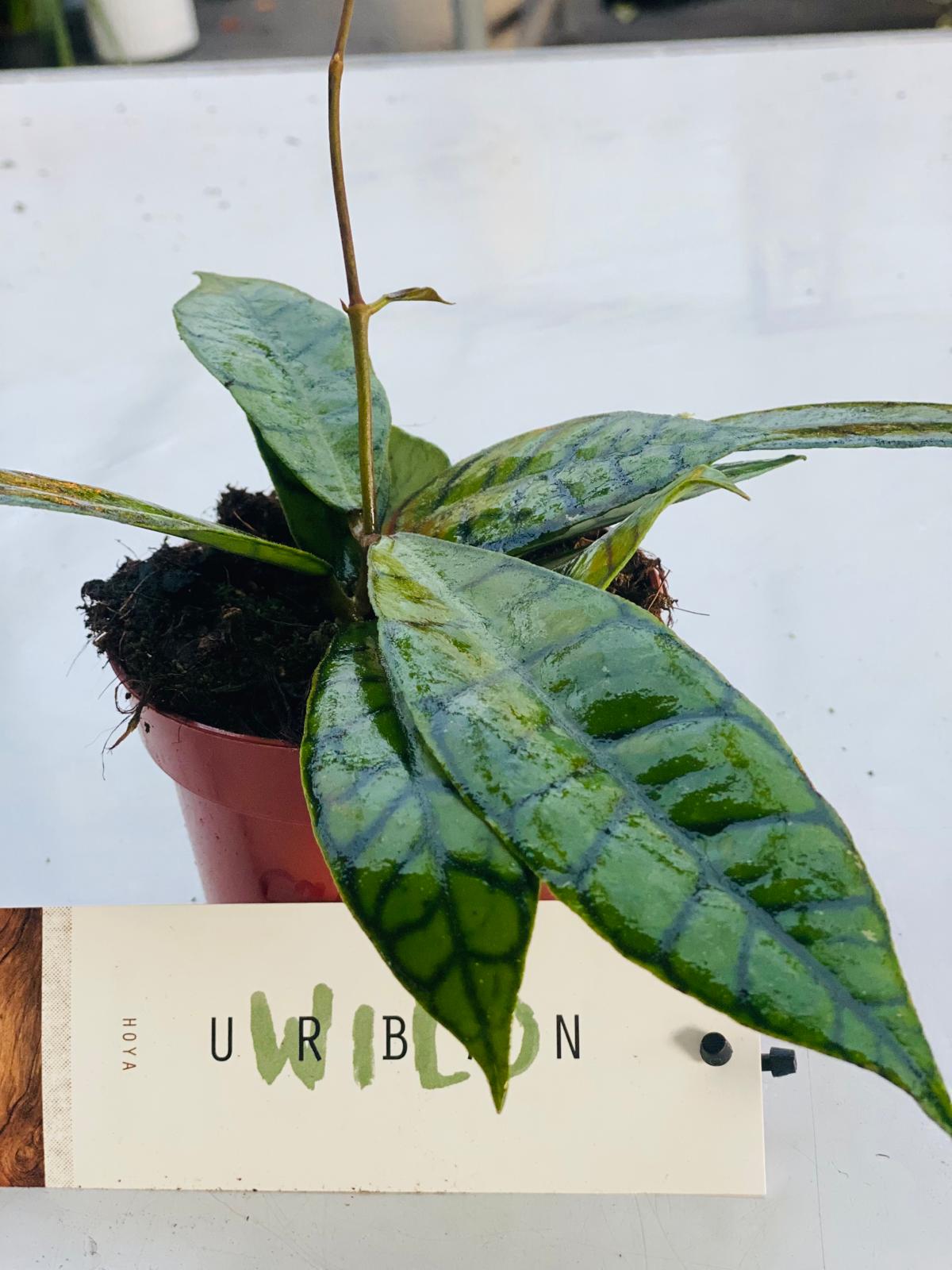 Hoya callistophylla "fiore di cera" vaso 8cm foto reali