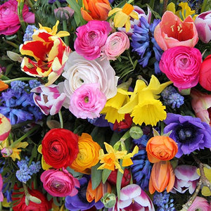 CONCIME PER FIORI LENTA CESSIONE rose gerani PIANTE FIORITE 1 kg Green