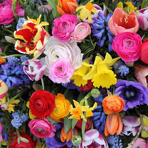 CONCIME PER FIORI LENTA CESSIONE rose gerani PIANTE FIORITE 1 kg Green