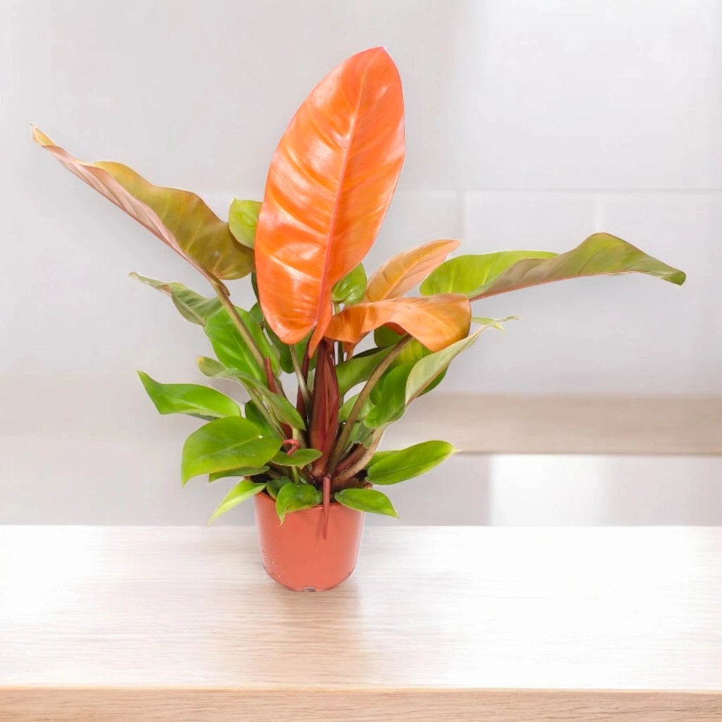 Gardenaria Philodendron 'Prince of orange' - Pianta da interno ornamentale Altezza: 30 cm (vaso 14)