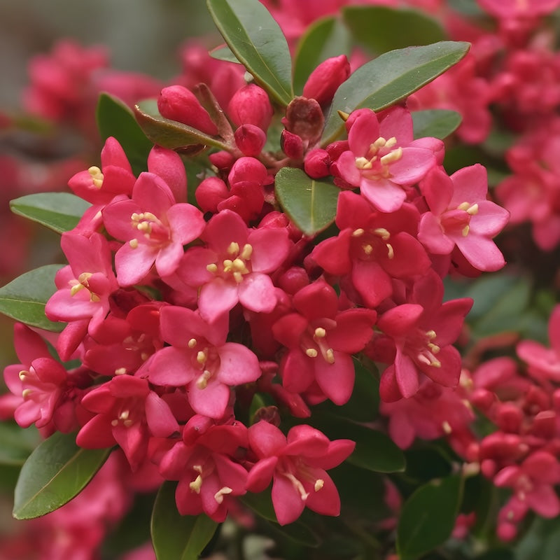 ESCALLONIA RED DREAM fiore ROSSO sempreverde H40CM vaso16 FOTO REALE