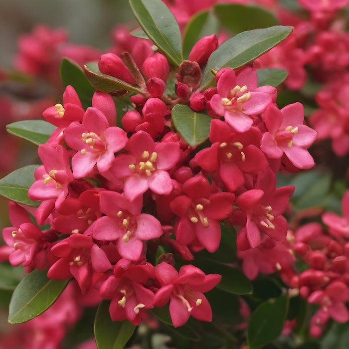 ESCALLONIA RED DREAM fiore ROSSO sempreverde H40CM vaso16 FOTO REALE