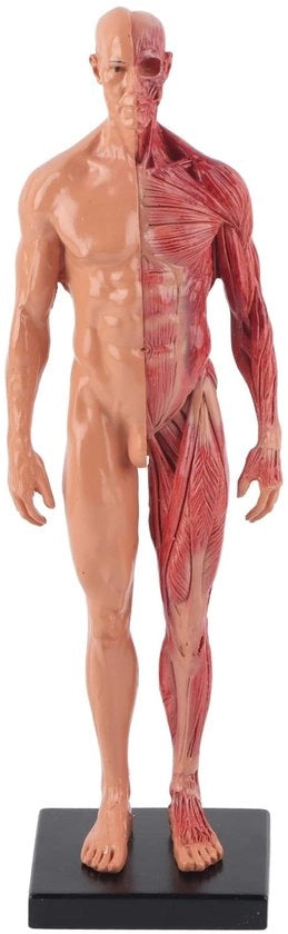 Modello anatomico maschile da 30 cm - Struttura scheletrica - Dettagli scolpiti - Eseguibile in resina