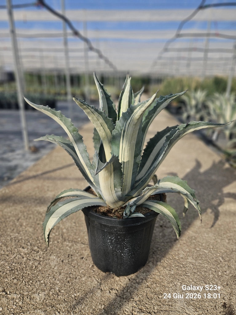 AGAVE AMERICANA MEDIOPICTA ALBA VASO 40 (E.Q.)