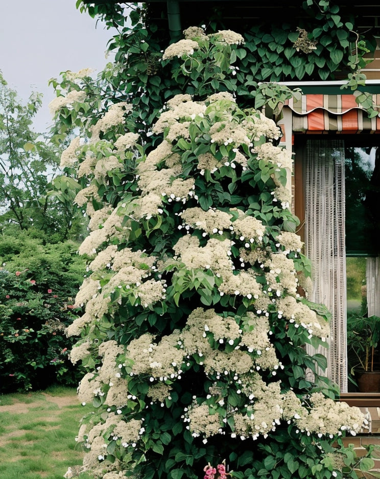 Gardenaria Ortensia Rampicante - Hydrangea anomala subsp. petiolaris - Pianta rampicante ornamentale da esterno Altezza: 60/70 cm (vaso 24)