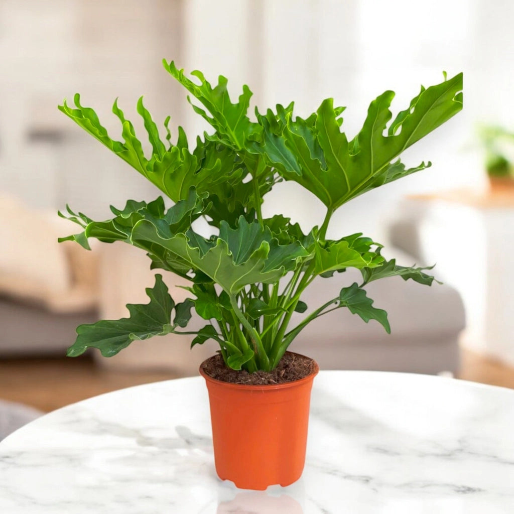 Gardenaria Philodendron 'Little hope' - Pianta da interno ornamentale Altezza: 45 cm (vaso 19)
