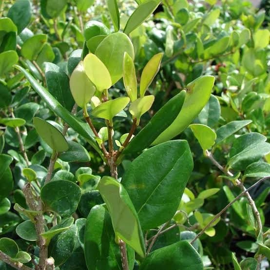 LIGUSTRUM TEXANUM CESP.50