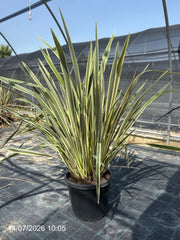 Formio Phormium Tenax Variegatum Vaso 45 cm Pianta Ornamentale Sempreverde