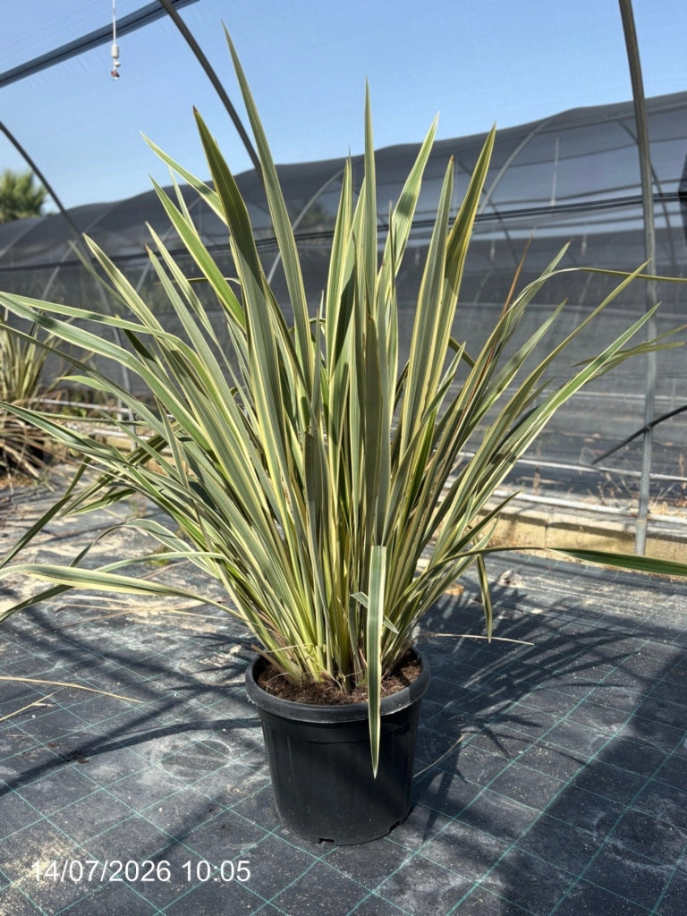Formio Phormium Tenax Variegatum Vaso 45 cm Pianta Ornamentale Sempreverde