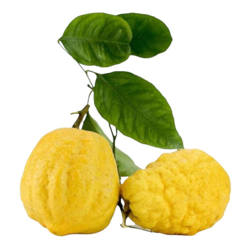 PIANTA ALBERO limone CEDRO DIAMANTE VASO 18CM agrumi di sicilia AMDGarden