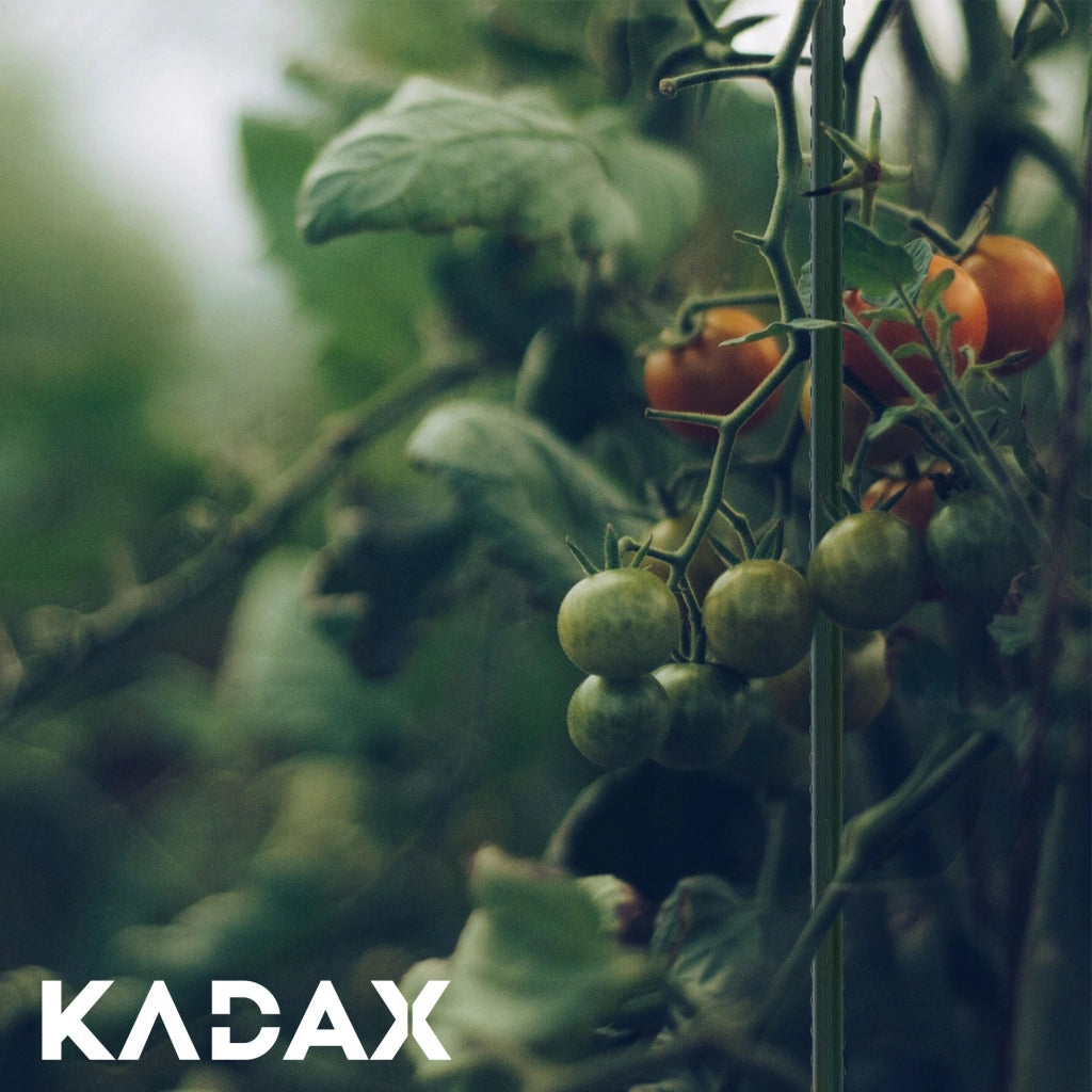 Pali di supporto per piante di pomodoro KADAX, 120 + 150 cm, 11 mm, 20 pezzi