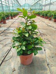 IXORA COCCINEA VASO 24