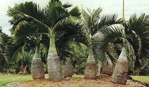 Hyophorbe lagenicaulis H 2,2 m vaso 55  Palma bottiglia ornamentale FOTO REALE