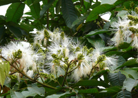 Pianta Inga edulis h90cm vaso 19cm foto reali