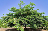 Pianta Inga edulis h90cm vaso 19cm foto reali