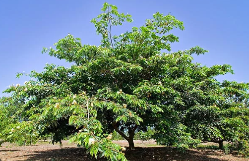 Pianta Inga edulis h90cm vaso 19cm foto reali
