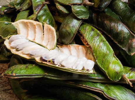 Pianta Inga edulis h90cm vaso 19cm foto reali