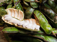 Pianta Inga edulis h90cm vaso 19cm foto reali