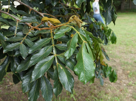 Pianta Inga edulis h90cm vaso 19cm foto reali