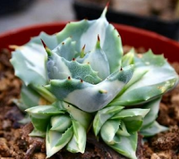 Agave shoji raijin variegata vaso 8.5 foto reali