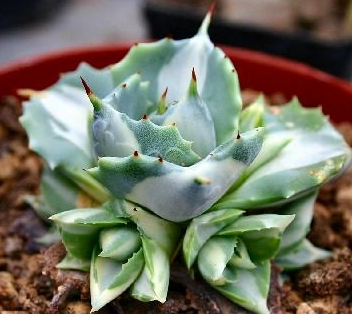 Agave shoji raijin variegata vaso 8.5 foto reali