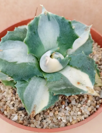 Agave shoji raijin variegata vaso 8.5 foto reali