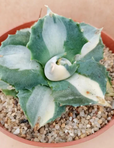 Agave shoji raijin variegata vaso 8.5 foto reali