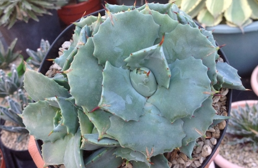 Agave shoji raijin variegata vaso 8.5 foto reali