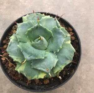 Agave shoji raijin variegata vaso 8.5 foto reali