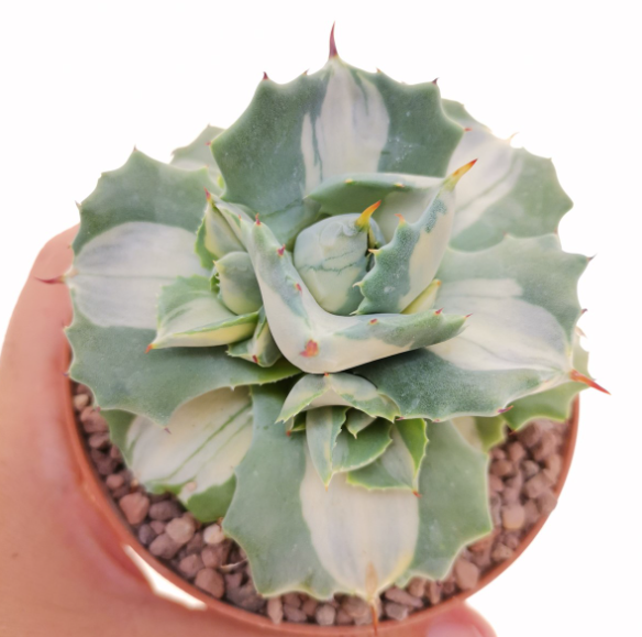 Agave shoji raijin variegata vaso 8.5 foto reali