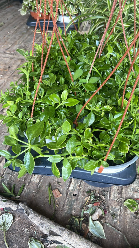 Aptenia cordifolia verde fiore rosa in basket 16cm foto reali piante grasse