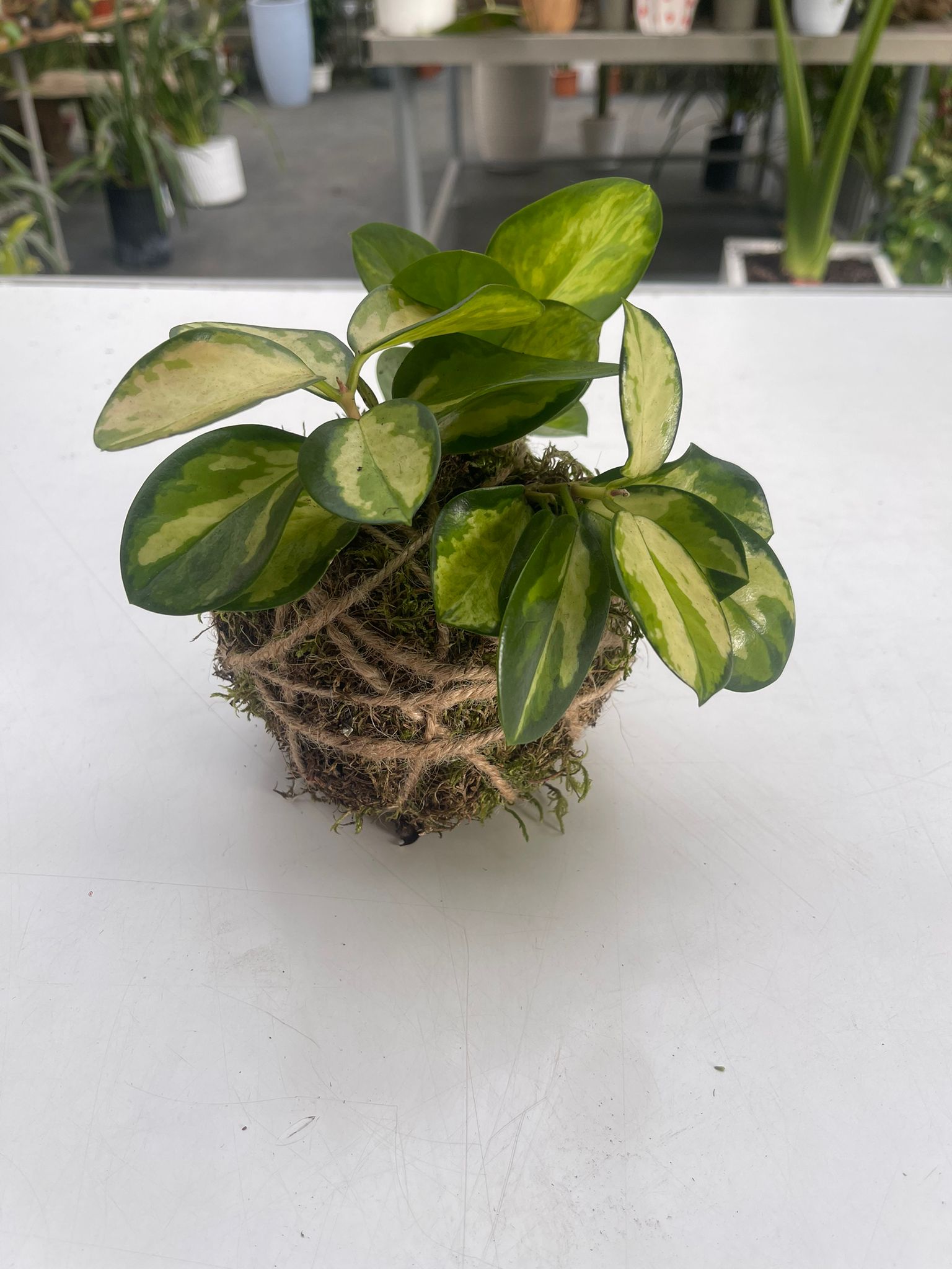 kokedama Hoya lisa